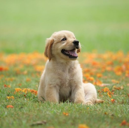  Golden retriever puppy